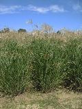 Giant Miscanthus / Miscanthus x giganteus  